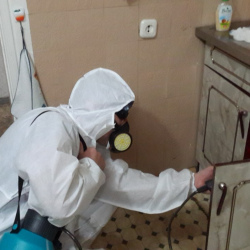 Дезинфекция от муравьев в квартире в Волгодонске
